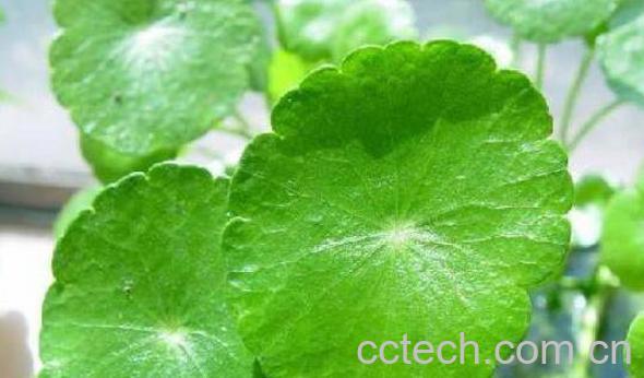 金钱草的功效与作用 金钱草的副作用-1