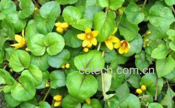 金钱草的功效与作用 金钱草的副作用-0