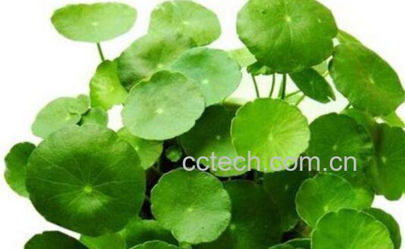 金钱草怎么养 金钱草的养殖方法和注意事项-0