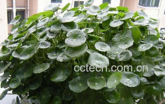 金钱草怎么泡水喝 金钱草泡水喝的功效-1