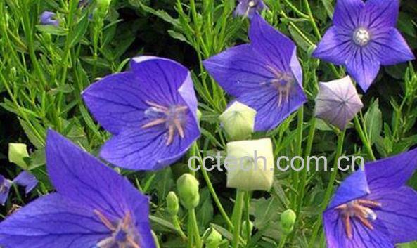 桔梗花的功效与作用 桔梗花的养殖方法-1