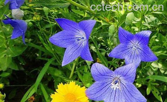 桔梗花的功效与作用 桔梗花的养殖方法-0