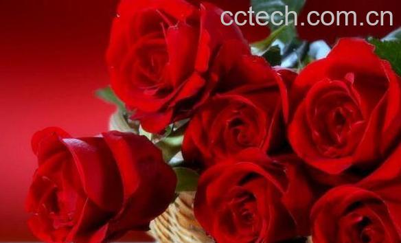  玫瑰花怎么保存 玫瑰花如何保鲜-1