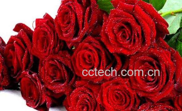  玫瑰花怎么保存 玫瑰花如何保鲜-0