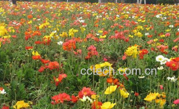 虞美人的养殖方法和时间 虞美人的养殖注意事项-0