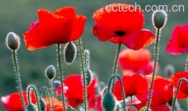 虞美人的养殖方法和时间 虞美人的养殖注意事项-1