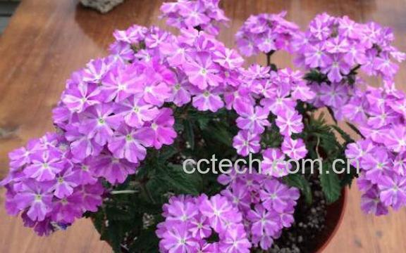 美女樱的养殖方法和注意事项-0