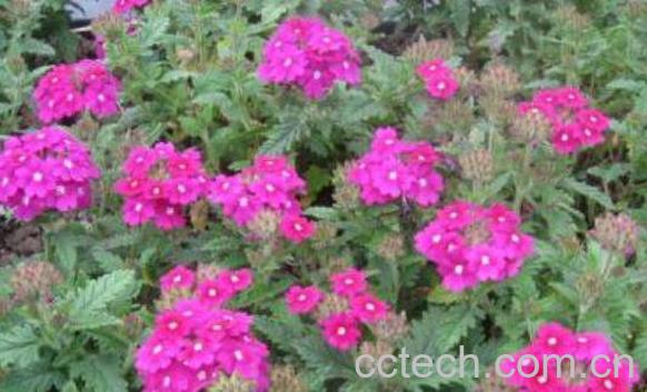 美女樱的养殖方法和注意事项-1