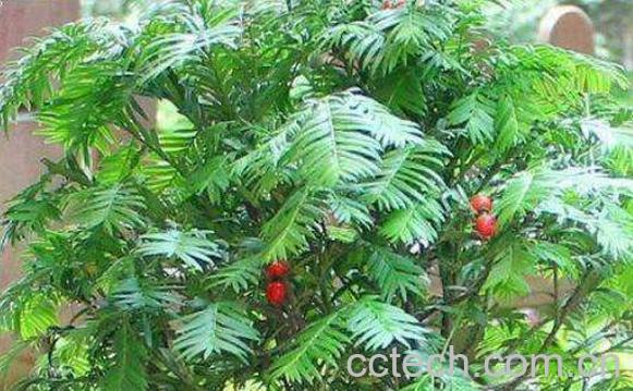 红豆杉怎么养 养殖红豆杉的注意事项-1