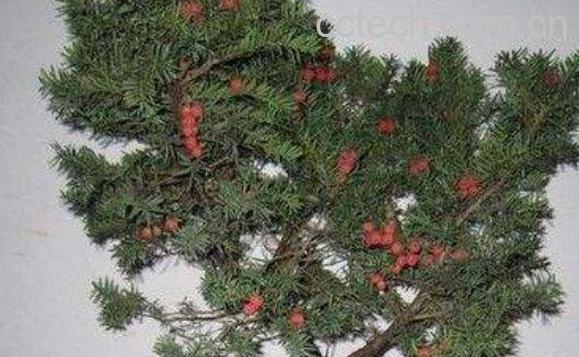 红豆杉怎么养 养殖红豆杉的注意事项-0