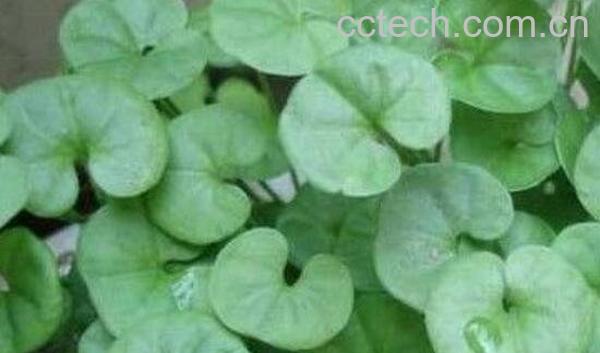 金钱草和铜钱草的区别 金钱草和铜钱草怎么区分-0