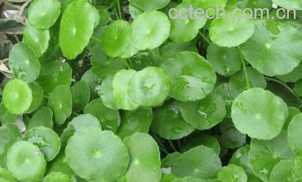 金钱草和铜钱草的区别 金钱草和铜钱草怎么区分-1