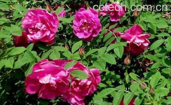 玫瑰和野玫瑰的区别 玫瑰的功效与作用-0