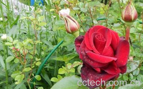 玫瑰和野玫瑰的区别 玫瑰的功效与作用-1