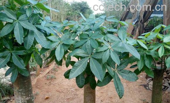 发财树图片 发财树的养殖方法和注意事项-1