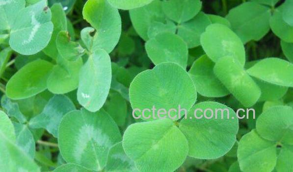 三叶草在家怎么养 三叶草的养殖方法和注意事项-1