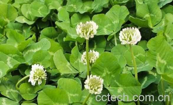 三叶草在家怎么养 三叶草的养殖方法和注意事项-0