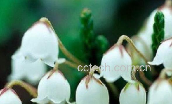 风铃花的养殖方法 风铃花的种植方法-1