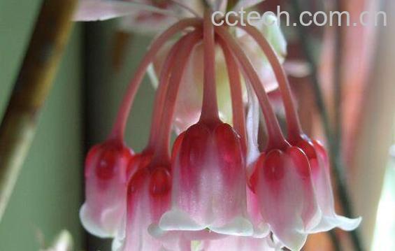 风铃花的养殖方法 风铃花的种植方法-0