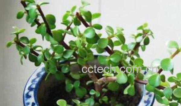 金枝玉叶怎么养 金枝玉叶的养殖方法和注意事项-1