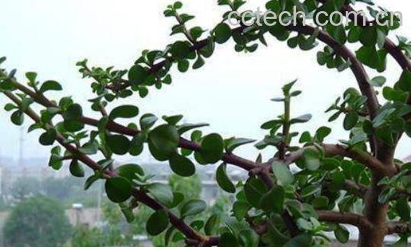 金枝玉叶怎么养 金枝玉叶的养殖方法和注意事项-0