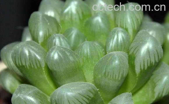  玉露怎么养 玉露的养殖方法和注意事项-1