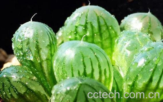  玉露怎么养 玉露的养殖方法和注意事项-0