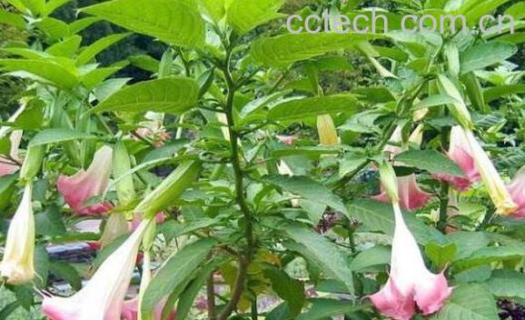 曼陀罗图片 曼陀罗的养殖方法和注意事项-1