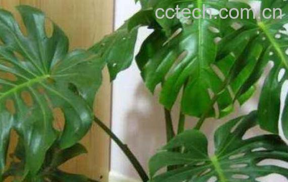 龟背竹怎么养 养殖龟背竹的注意事项-1