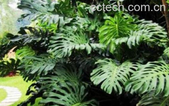 龟背竹怎么养 养殖龟背竹的注意事项-0