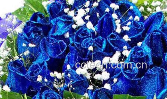 蓝玫瑰图片 蓝玫瑰怎么做-1