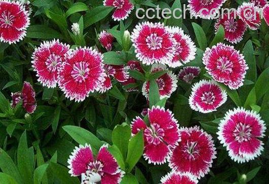 五彩石竹怎么养 五彩石竹的养殖方法-0