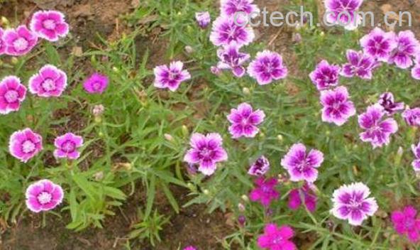 五彩石竹怎么养 五彩石竹的养殖方法-1