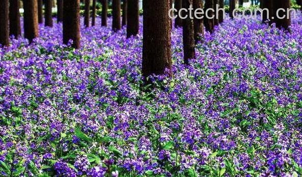 二月兰怎么养殖 二月兰的养殖方法和注意事项-0