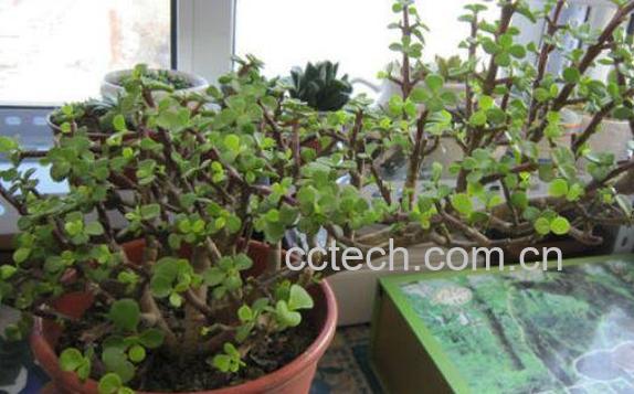 马齿苋树如何繁殖 马齿苋树的繁殖方法-1