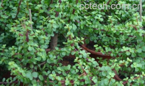 马齿苋树如何繁殖 马齿苋树的繁殖方法-0