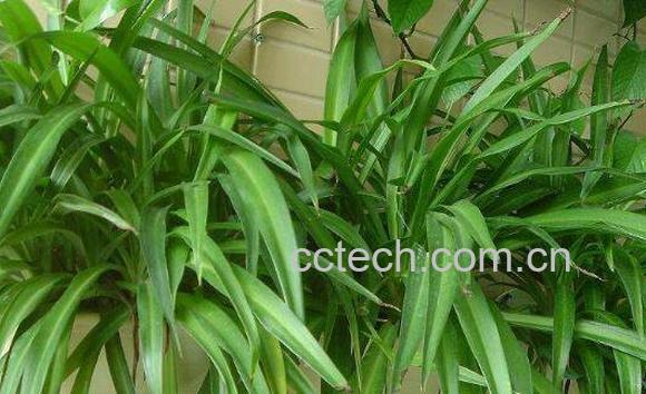 吊兰的快速繁殖方法 吊兰怎么养才能更旺盛-0