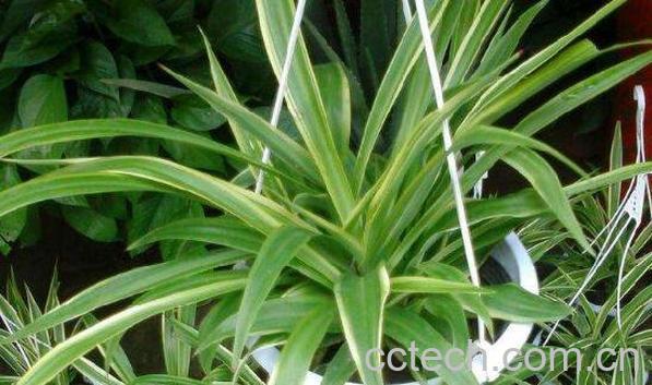 吊兰的快速繁殖方法 吊兰怎么养才能更旺盛-1