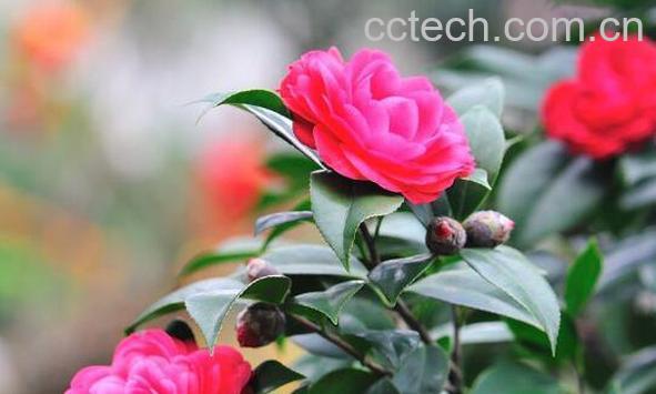 茶花怎么养 茶花的养殖方法-0