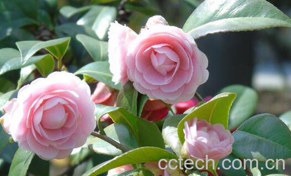 茶花怎么养 茶花的养殖方法-1