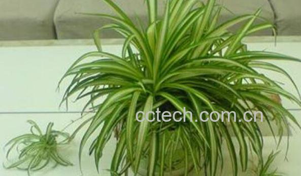 吊兰的养殖方法及注意事项-1