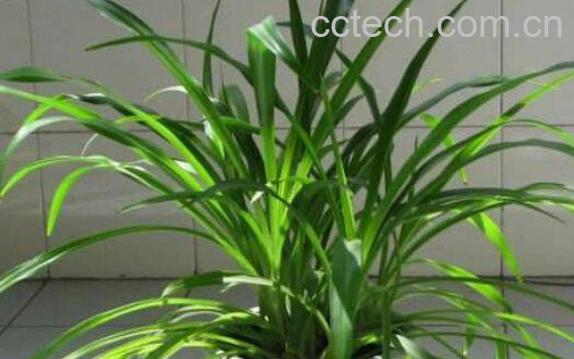 吊兰的养殖方法及注意事项-0