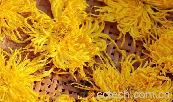 金丝皇菊的功效与作用及禁忌-0