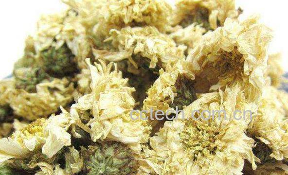 贡菊的功效与作用-0