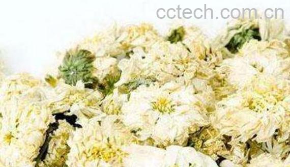 贡菊的功效与作用-1