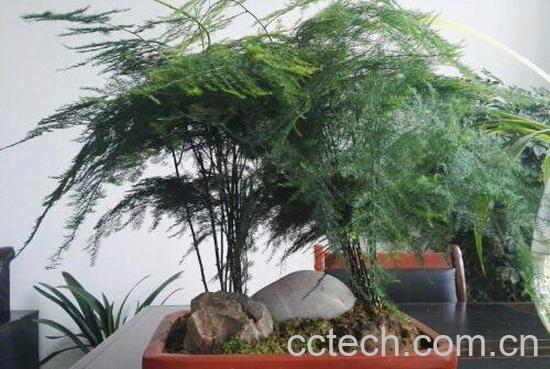 文竹叶子发黄怎么办 文竹变黄了还能恢复吗-1