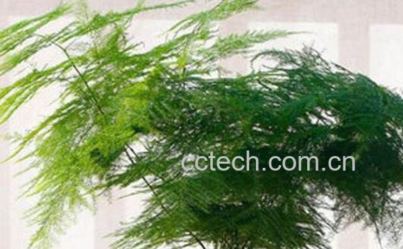 文竹叶子发黄怎么办 文竹变黄了还能恢复吗-0