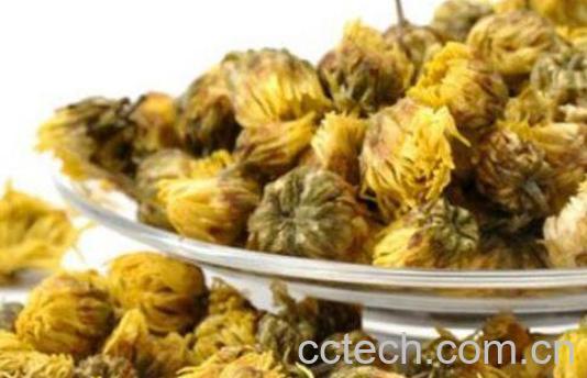 胎菊的功效与作用-1