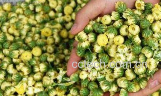 胎菊的功效与作用-0