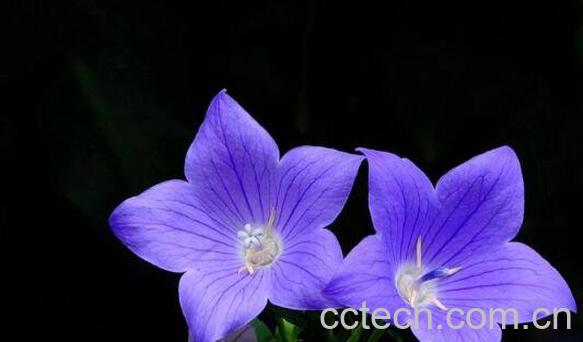 桔梗花图片 桔梗花的养殖方法和注意事项-0